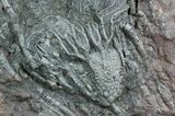 Moroccan Crinoid (Scyphocrinites) Fossil #28068-1